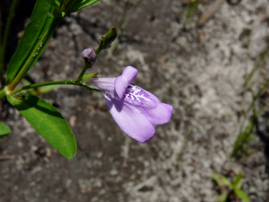 {Justicia crassifolia}